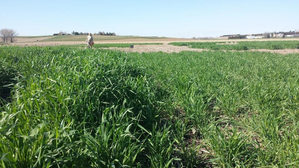 Figure 1: Early-planted rye (left) and late-planted rye before corn at Concord, April 22, 2016.