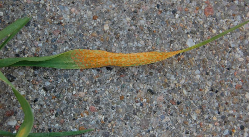 Figure 1. This is the second successive year for stripe rust to be identified in the fall in Panhandle wheat.