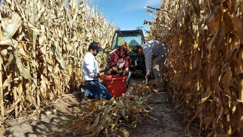 Taking the corn stalk nitrate test in the field
