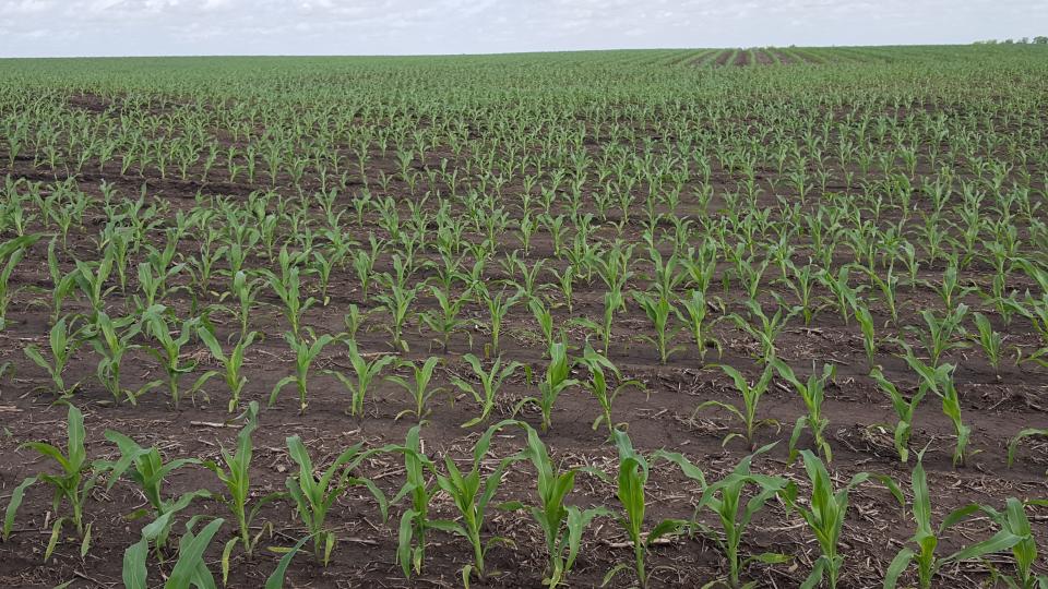 Corn field at V5 in Richardson County May 19.