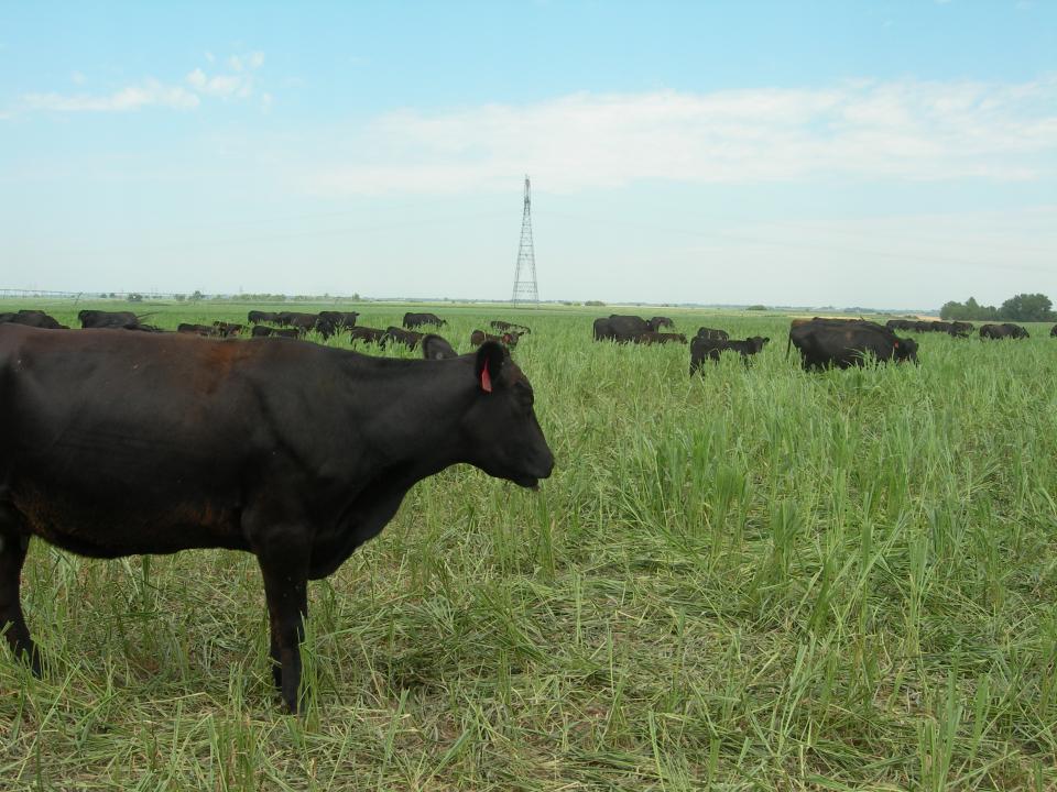cattle grazing pasture