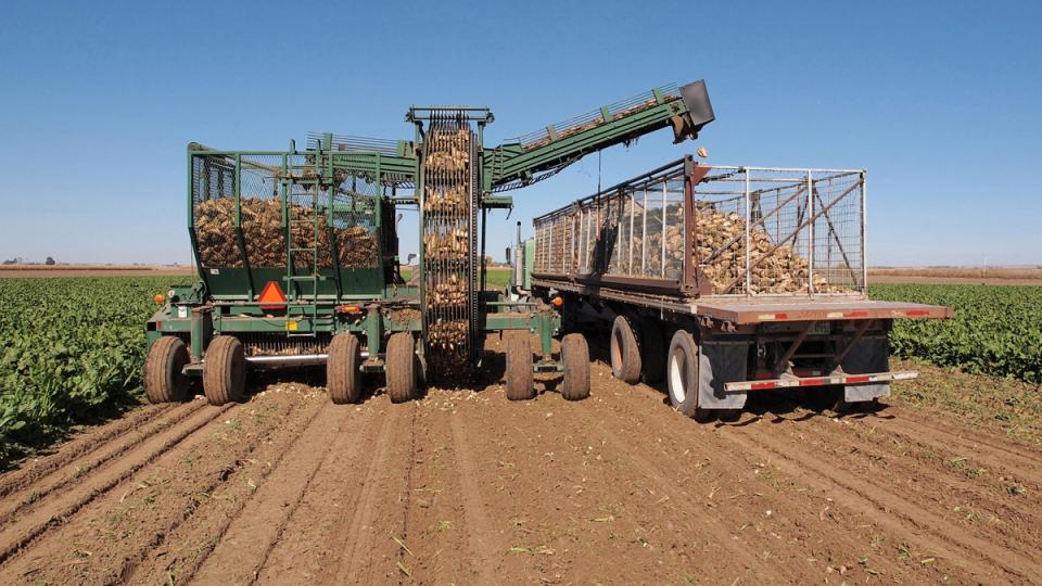 Sugar beet harvest in the Nebraska Panhandle 2015. Researchers are now studying opportunities for using sugar beets not processed for human consumption as a livestock feed. (Photo by Gary Stone)