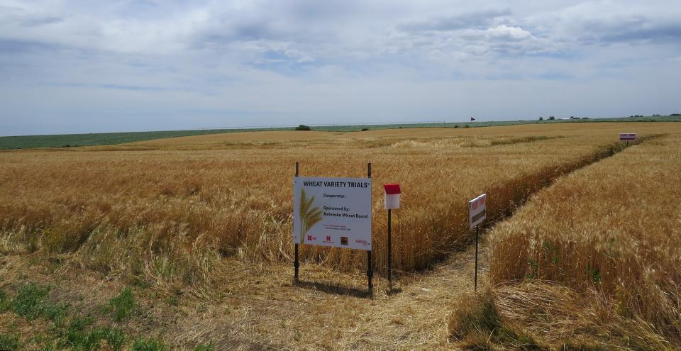 UNL winter wheat variety trial in a farmer field