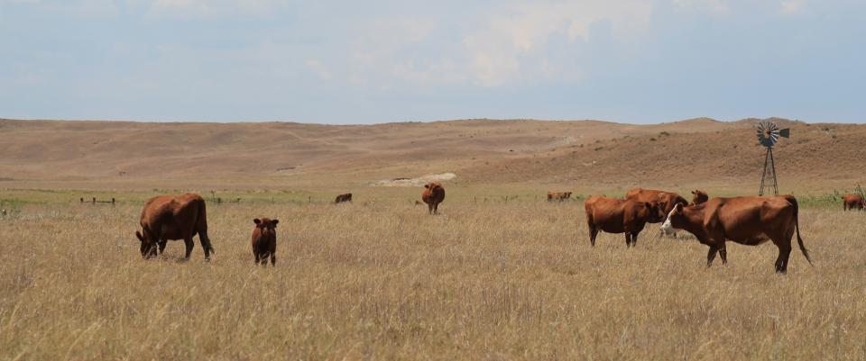 cattle grazing on drought damaged-pasture