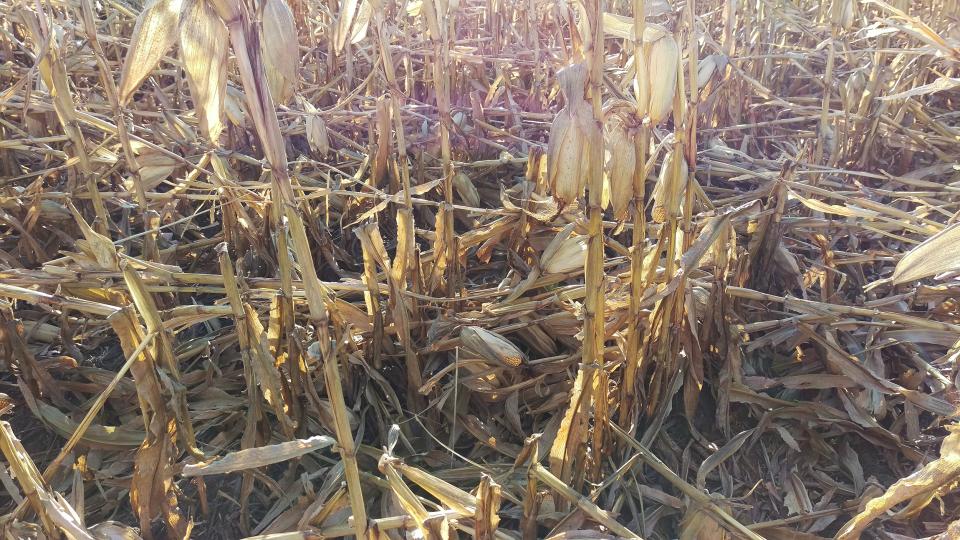 Figure 1. High winds this week caused corn to go down in many southern Nebraska fields, complicating harvest. (Photo by Jenny Rees)