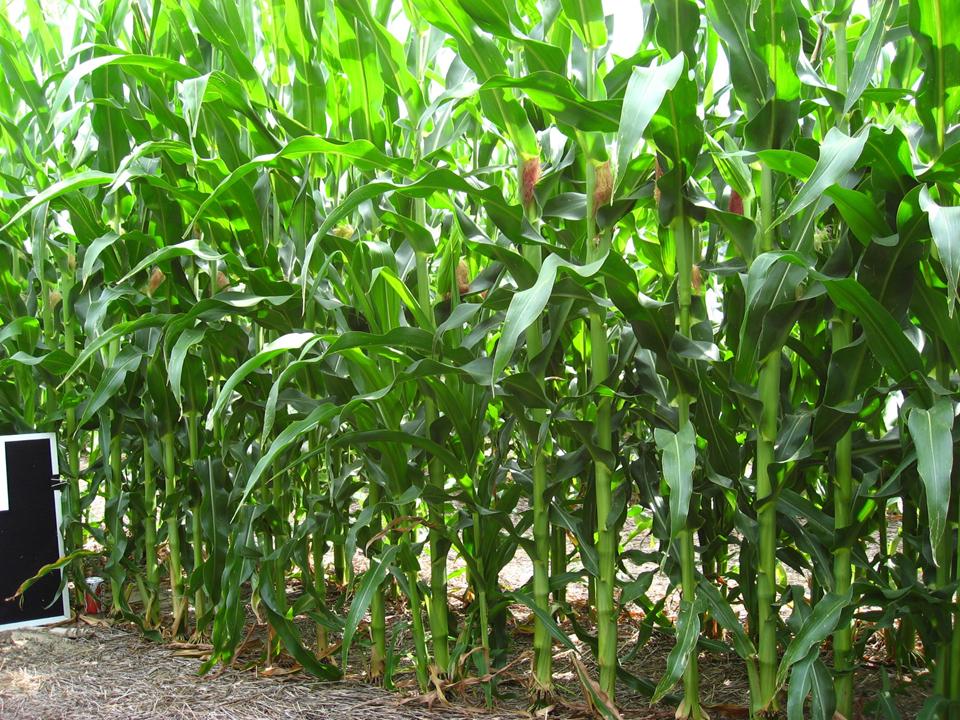 skip-row corn