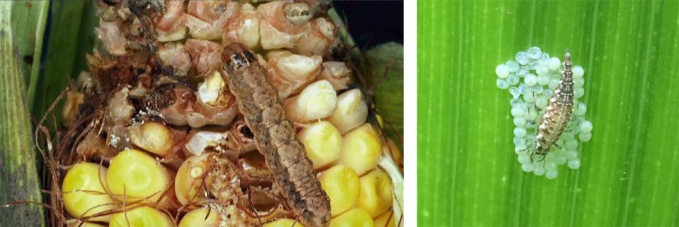 western bean cutworm in corn