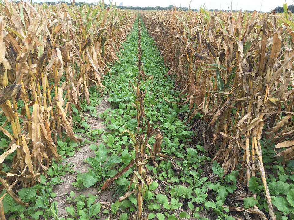 Cover crops planted in corn.