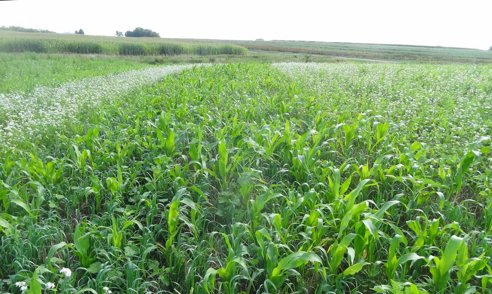 Cover crop plots