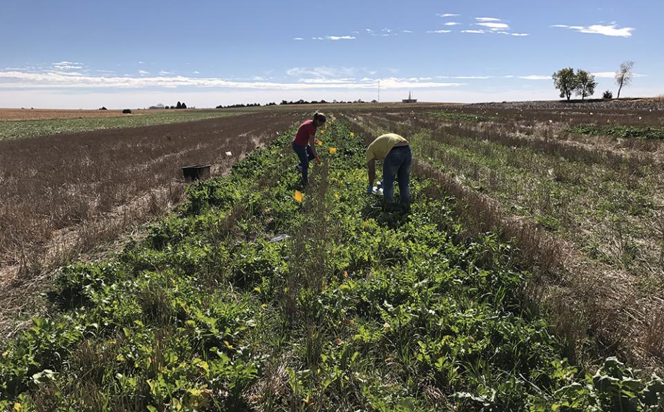 Students conducting cover crop research