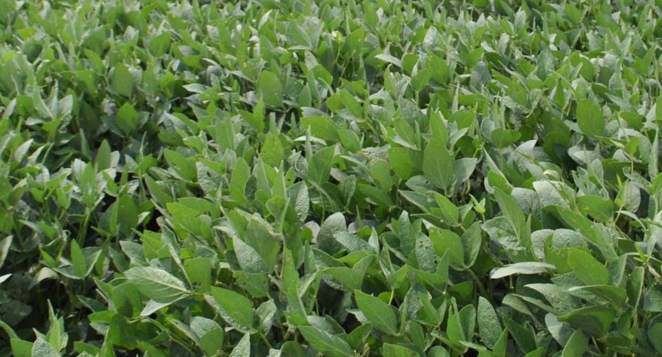 Soybean Seeding Rate Chart