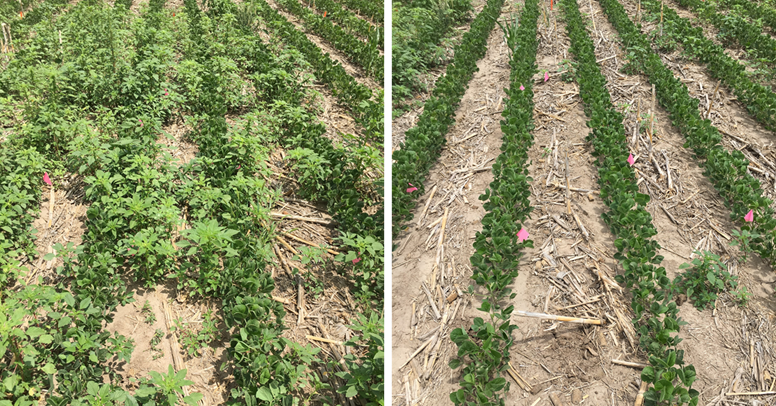 Photo comparison of 2 flelds with and without residual herbicide