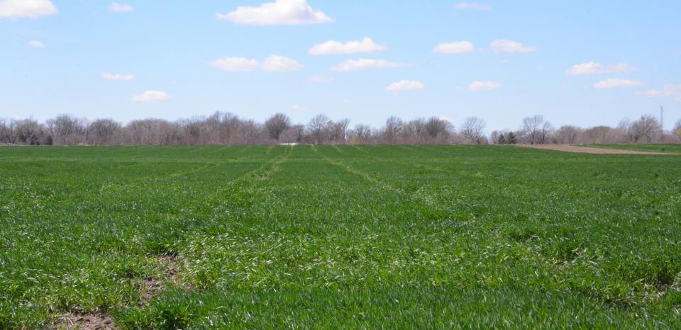 Healthy wheat field in early April