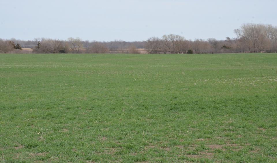 Winter wheat in early spring in southern Nebraska