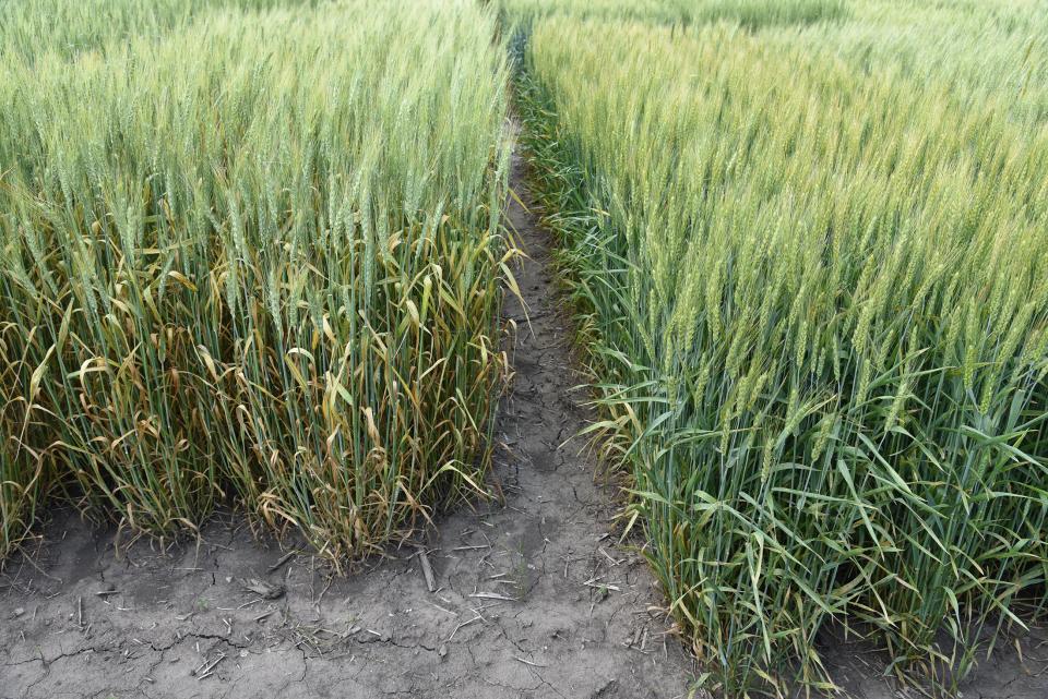 Figure 1.  A stripe rust susceptible (left) and resistant variety in a state variety trial in southeast Nebraska on June 3.