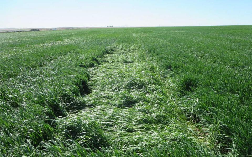Wheat variety trials exhibiting difference levels of storm damage