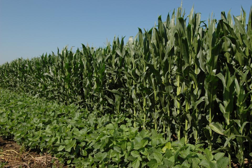 a cornfield