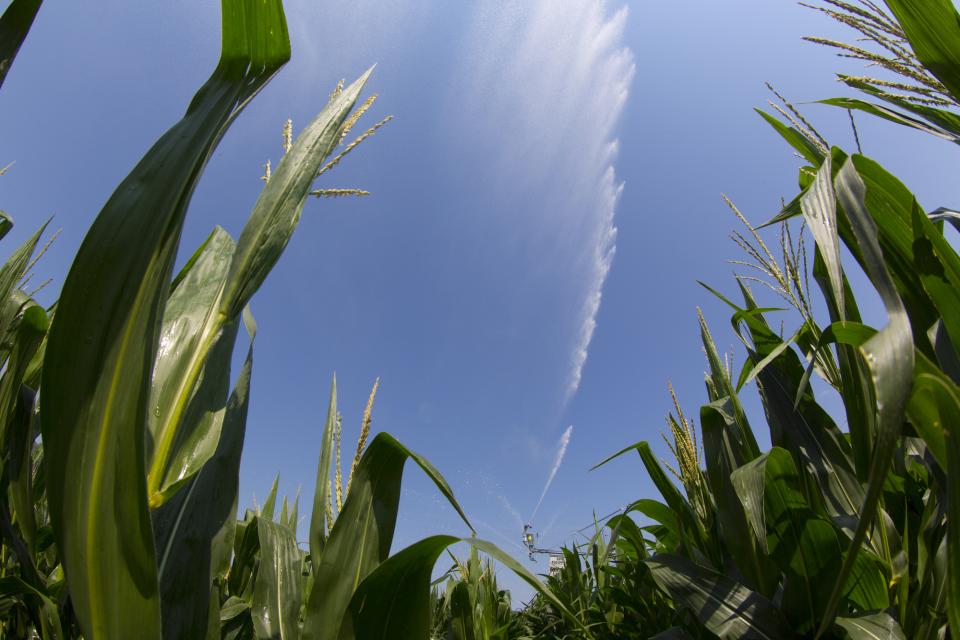 Center pivot irrigating corn