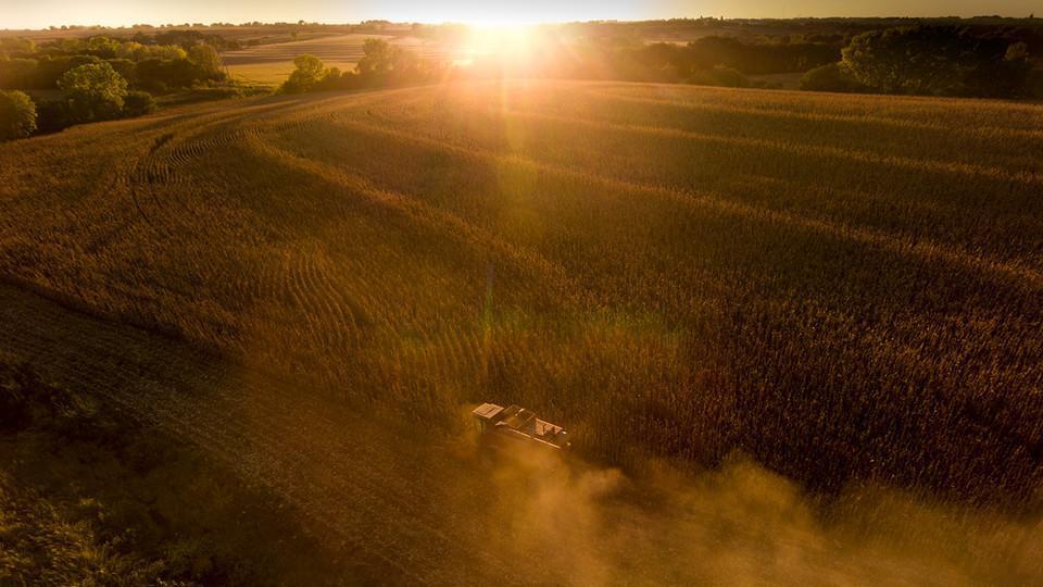 Harvest at sunset 