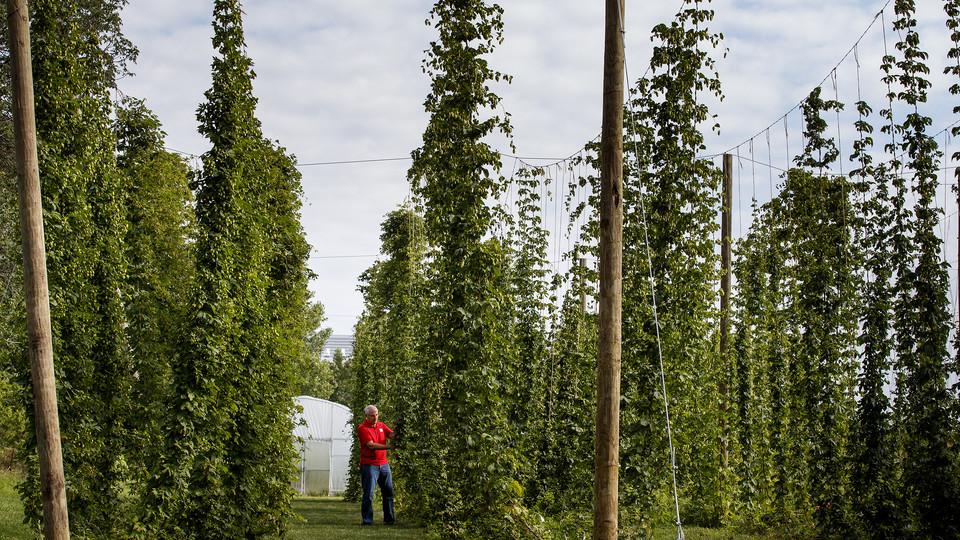 Stacy Adams examines hops on bines growing on Nebraska's East Campus. Adams is leading a multi-year, state-funded study to see if hops can be reliably grown and used as an alternative crop for farmers in the Cornhusker State. (Photos by Craig Chandler, University Communications)
