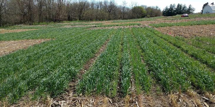 Figure 1. Rye cover crop termination date and corn residue removal study at Rogers Memorial Farm near Lincoln.