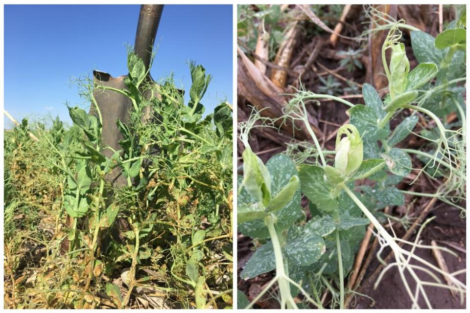 Figure 1. (left) Carryover injury of atrazine (2 lb ai/ac applied in the fall) and (right) mesotrione (applied in the spring) on field peas.