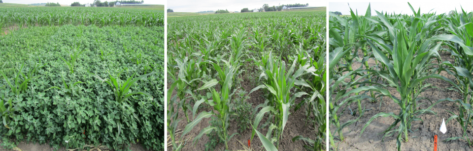 Field photos of the three herbicide treatments tested.