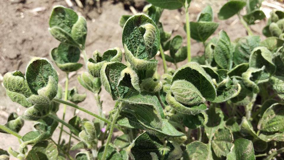 Dicamba injury to soybean