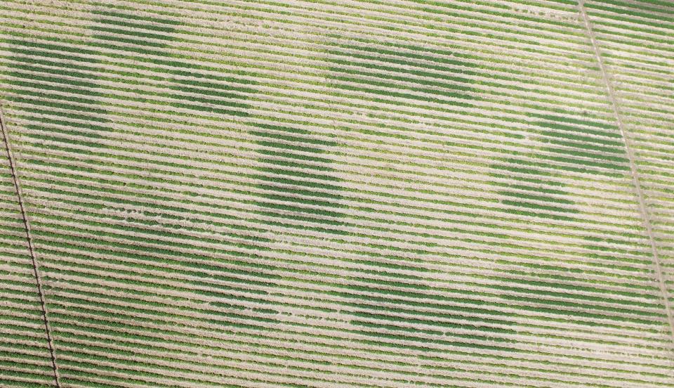 Figure 1. Aerial imagery was collected at bean emergence using a drone. All dark green rows correspond to plots with different rates of char (10, 20, 30, 40, and 60 tons/acre).