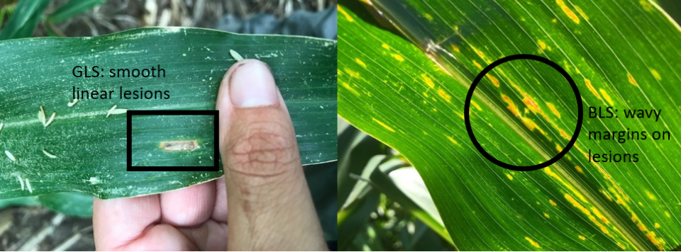 Comparison of lesions of gray leaf spot