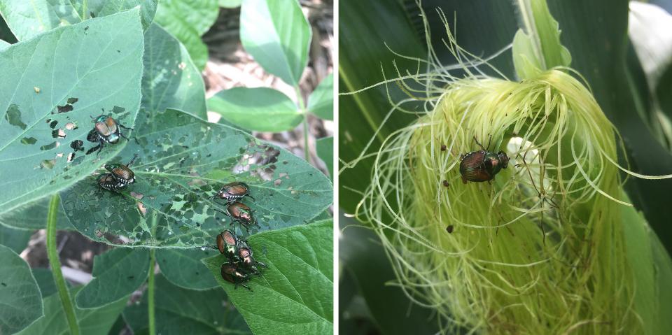 Figure 1. Japanese beetles will first feed on the leaves of soybean (left) or corn. In corn they'll move to the silks (right) when they become available. (Photos by Justin McMechan)