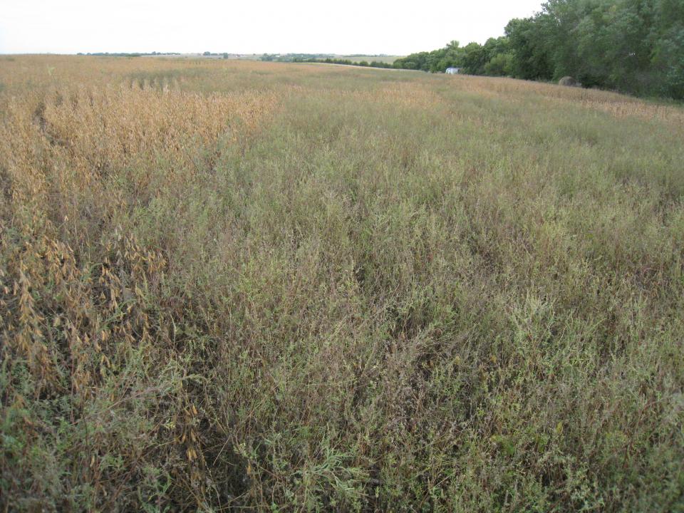 Figure 1. Season-long glyphosate-resistant common ragweed competition in a soybean field near Adams.