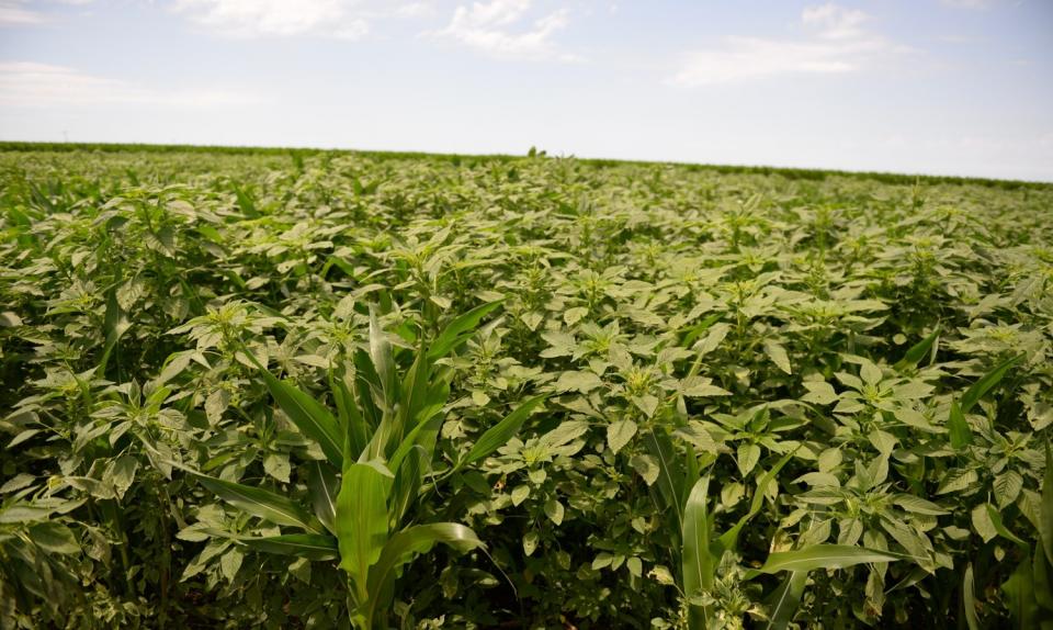 Managing herbicide-resistant Palmer amaranth is just one of the topics on the Crop Production Roadshow coming to west central Nebraska starting Feb. 1.