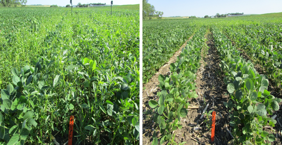 Field trial comparing timing of soybean weed management