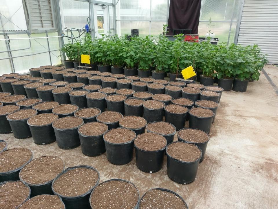 Figure 1. Two runs of the experiment (front, just beginning second run; back, just finishing first run) conducted in the greenhouse at the Pesticide Application Technology Laboratory at the university’s West Central Research and Extension Center in North Platte.