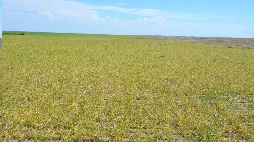 Severe wheat treak mosaic in Deuel County.