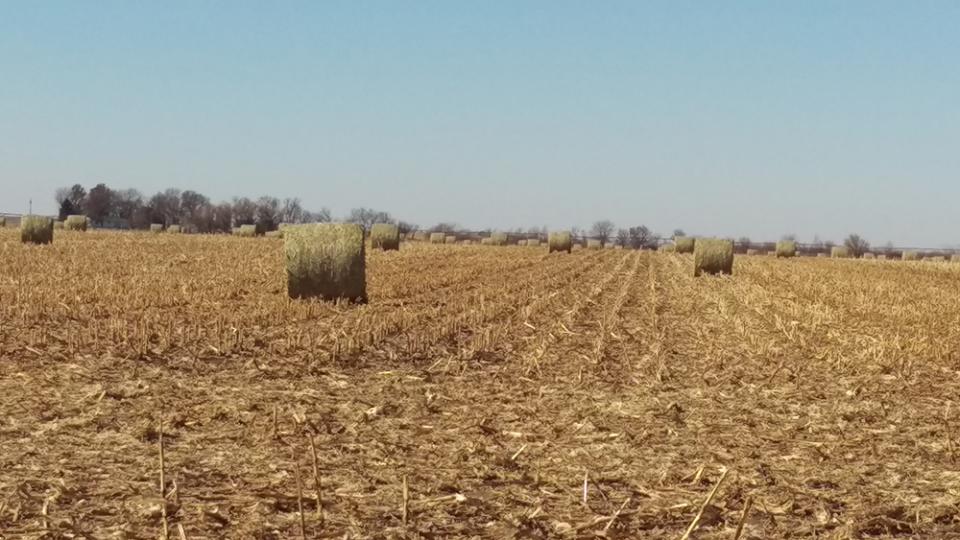 Large round bales of corn residue in the field