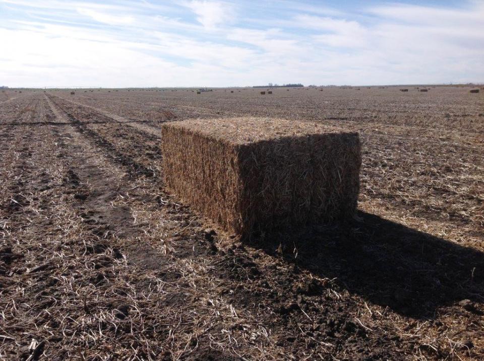 Baled soybean residue in a field