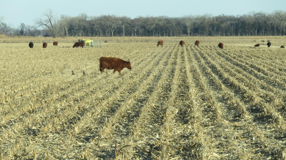Cattle grazing a corn field