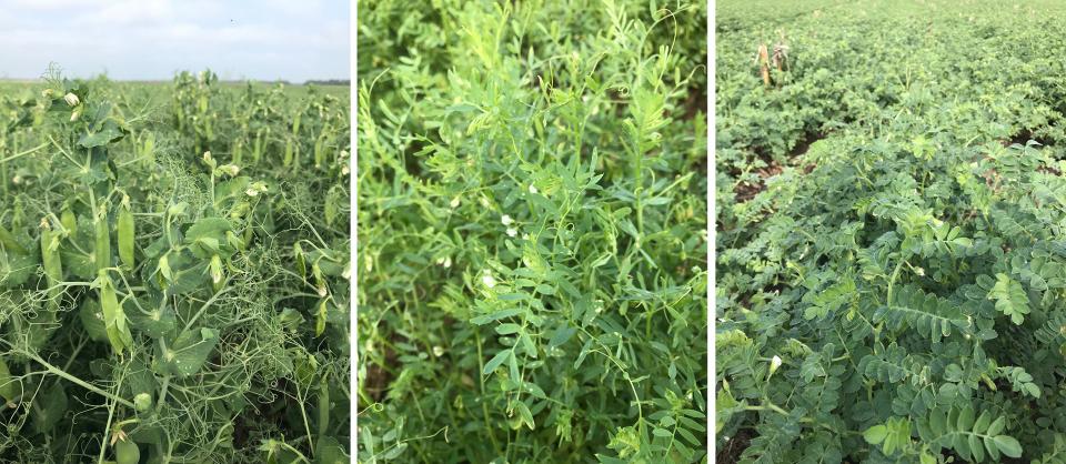 Three photos of field peas, lentils, and chickpeas in the field.