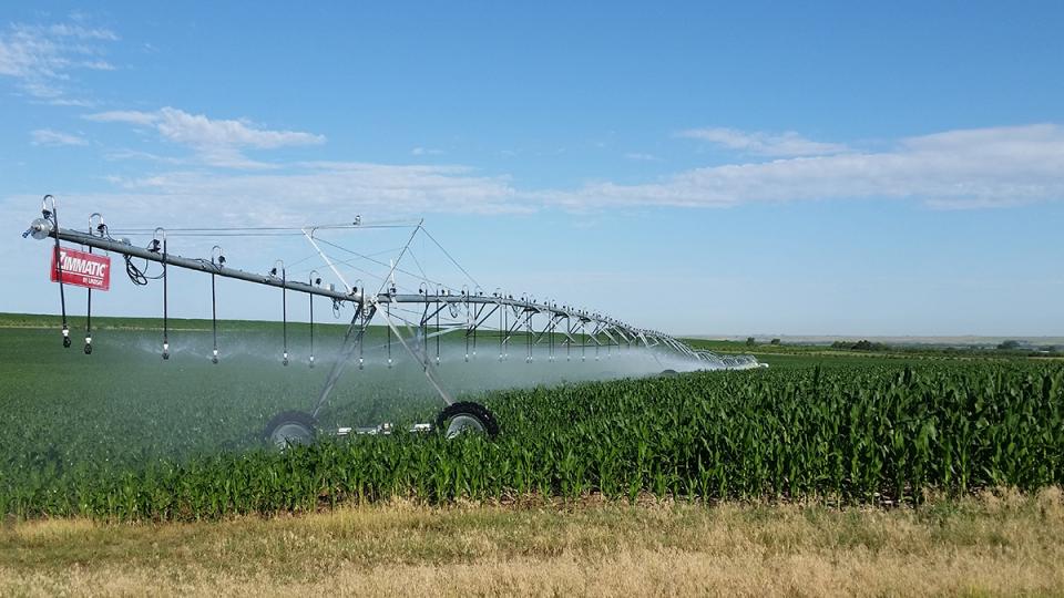 Drop sprinklers on a center-pivot irrigation system in corn