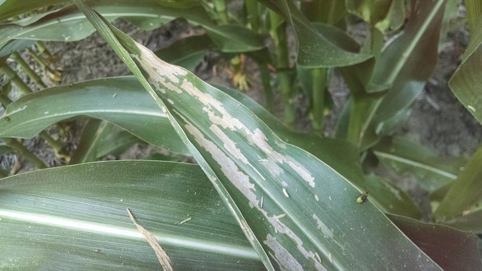 Western corn rootworm beetles feeding on a corn leaf