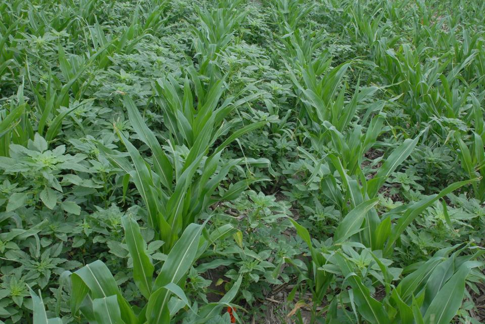 Figure 1. Glyphosate-resistant Palmer amaranth infesting corn field in south central Nebraska. (Photo by Amit Jhala)