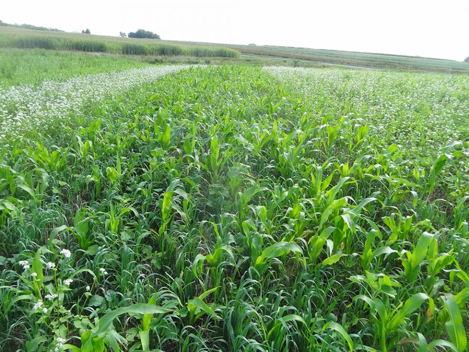 Cover crops in eastern Nebraska