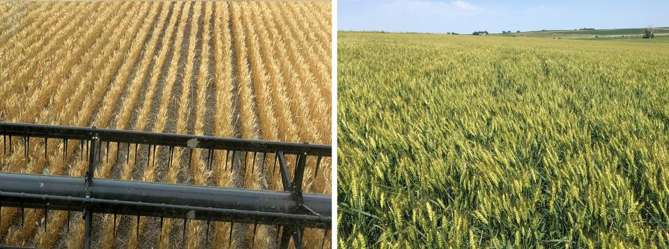 Photos of two very different eastern Nebraska wheat fields
