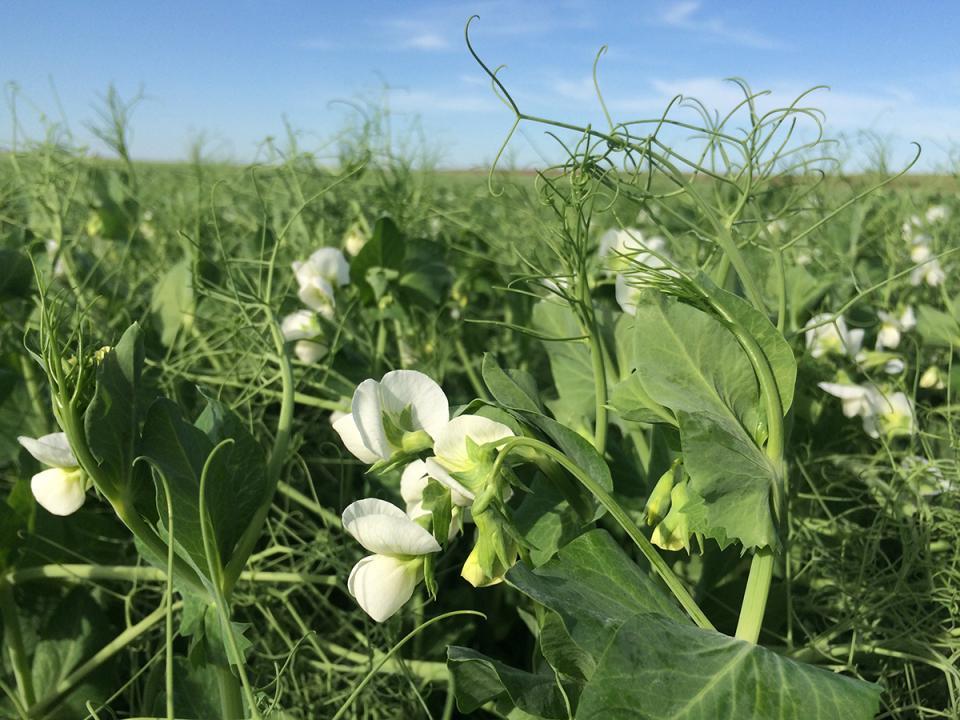 FIeld of field peas