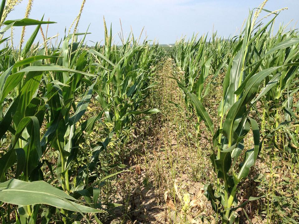Late herbicide application in corn after hail