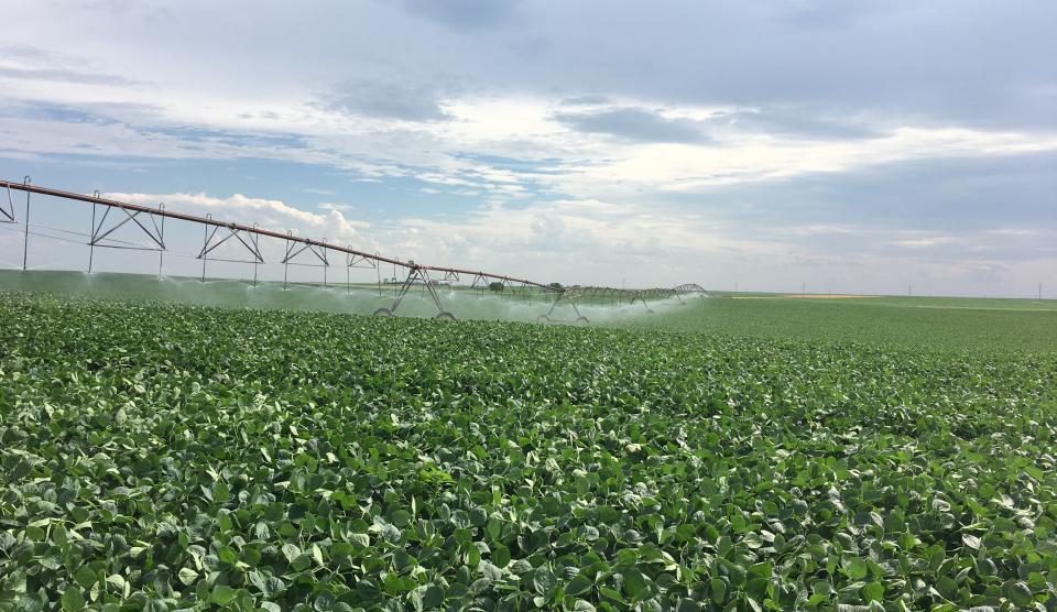 Irrigated soybean field in Perkins County, Nebraska