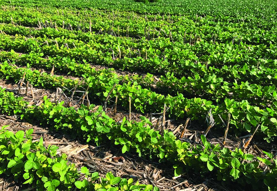 Figure 1. Nebraska soybean field with patches of iron chlorosis caused by a deficiency of iron. (Photo by Rodrigo Werle)