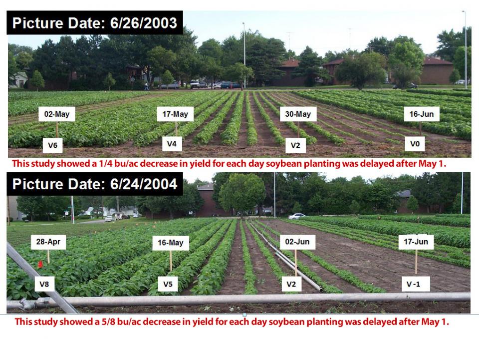 Soybean fields in planting date study at UNL's East Campus
